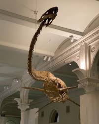 Image result for Megalochlamys