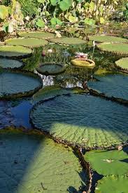 Ihr wertvolles reisewissen ist jetzt gefragt. Seerosen Picture Of Botanischer Garten Erlangen Tripadvisor