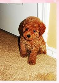 Check spelling or type a new query. Pin By Cindy Houston On Pets In 2021 Maltipoo Puppy Maltipoo Teddy Bear Dog