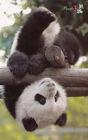 Wow Pictures On Twitter Cute Animals Cute Baby Animals Panda