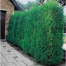 => consultez directement les meilleurs modèles de cloture. Cypres De Leyland Fastigie Pot 10 L Plantes De Haie Botanic Jardin Botanic