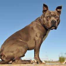 Wolverhampton, swindon, sunderland, suffolk, port talbot, pontefract, milton keynes, maesteg, luton, london, londn, leeds, gomel, dudley, darwen, cardiff, cambridge, bury st edmunds. American Staffordshire Terrier Dog Breed Information And Facts