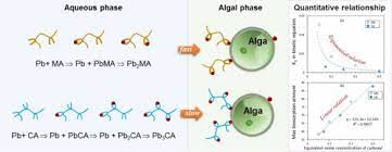 Mechanism Of Lead Bioaccumulation By Freshwater Algae In The Presence Of Organic Acids Sciencedirect