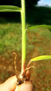 Image result for Urochloa bovonei