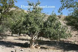 Image result for Salvadora persica