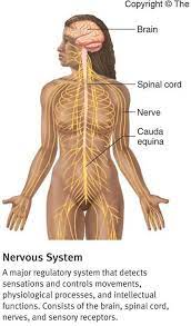Pin By Shana Skipper On Projects To Try Human Body Systems Organ System Body Systems