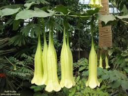 Image result for Momordica cardiospermoides