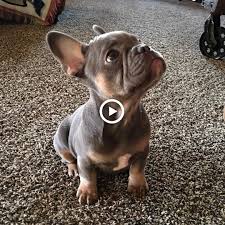 Shady grove french bulldogs is based in charm, ohio. Cute Animal Animal Cat Dog Bird Animals Pets Dogs Fun Lol Art Cute French Bulldog Puppies French Bulldog French Bulldog Breeders