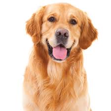 Helix pet hospital is your local veterinarian in la mesa serving all of your needs. Extra Large Dog Plan Rancho Village Veterinary Hospital Animal Hospital In La Mesa Ca