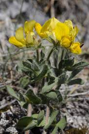 Image result for Lotus corniculatus