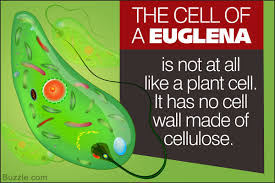 An Overview Of The Euglena Classification Thatll Interest You