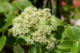 These indoor climbing plants are safe for cats and dogs and can be trained easily to climb a wall or structure. 11 Great Vine Plants For Your Garden
