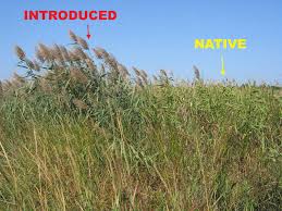 Image result for Phragmites