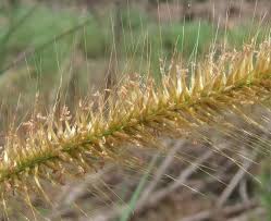 Image result for Cenchrus polystachios