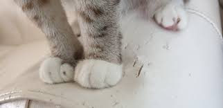 Cats are generally fastidious and clean, but what happens if your cat has a problem pooping outside of its litter box? Why Is My Cat Pooping On The Floor Rehome By Adopt A Pet Com