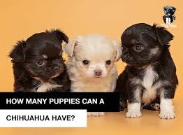 Therefore, chihuahua puppies require extra special care, patience and a lot of love. How Many Puppies Can A Chihuahua Have In A Litter Thug Dogs