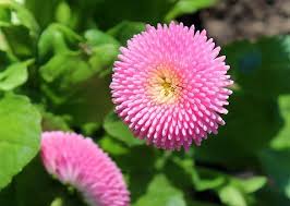 From a classic white daisy, to bouquets that include pink daisies and fromyou flowers.com offers stunning arrangements with daisies in all colors of the rainbow. Daisies Meaning Symbolism And It Influence On Poetry Steemit