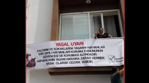 Ileri Tusuna Basarak Haberin Tamamini Okuyabilirsiniz 2020 Kedi Kopek Hayvan