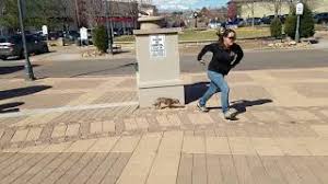 Welcoming home a dog is an exciting time filled with new challenges. Dog Training 2 Week Train Board Colorado Offleash K9