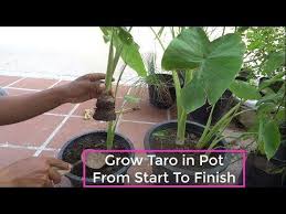 Taro sherbet has grated taro, salt heavy cream, coconut milk, and sugar. 18 Taro Plant Ideas Taro Plant Taro Taro Root