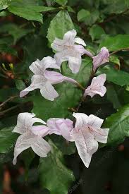 Image result for Mackaya