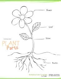 Introduction To Herbs For Kids Meet My Friend Herb Part 2 Parts Of A Flower Parts Of A Plant Plants Worksheets