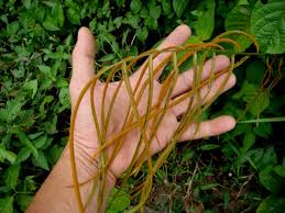 Image result for Stenochlaena