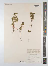 Image result for Antherotoma