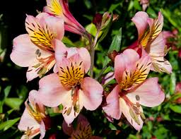 Alstroemeria Aurea Wikipedia La Enciclopedia Libre