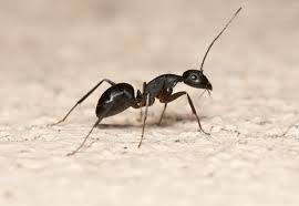 Fourmis Les 3 Types Les Plus Problematique Au Quebec Brisebois Extermination