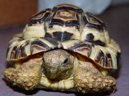 leopard tortoise care chicago exotics animal hospital