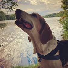 Magic's Mission Beagle & Hound Rescue ...