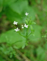 Image result for Galium