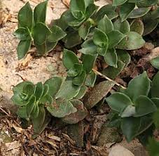Image result for Crassula globularioides