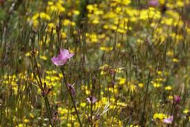 322 752 Wildflower Photos Free Royalty Free Stock Photos From Dreamstime You can't just scatter seeds. free royalty free stock photos from