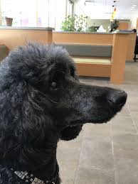 Boomer Standard Poodle I Love Dogs Poodle