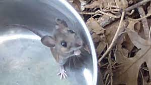 Are you ready for the mouse hunt? How To Catch A Mouse Youtube