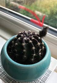 There are some fastest growing species like harrisia pomanensis, pereskiopsis that for any plant to grow quickly, it needs to take in a lot of carbon dioxide. What Is This Growing Off My Cactus