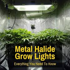 Metal halide lights are used during the vegetative growth stage of cannabis plants that are grown for medical marijuana. Metal Halide Grow Lights Everything You Need To Know Grow Light Info