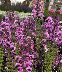 Image result for Salvia pratensis `Rose Rhapsody