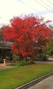 3 The Colours Of This Liquid Amber Tree Near My House Amber Tree My House Tree