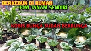 Setidaknya anda masih bisa melakukan aktivitas kecil seperti berkebun di setidaknya ada dua manfaat besar yang bisa anda peroleh dengan membuka lahan untuk berkebun sendiri. Berkebun Di Rumah Jom Tanam Sendiri By Anak Bujang Kebundirumah Youtube
