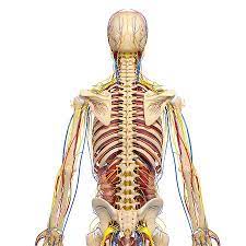 This quiz on human bones is designed to test your knowledge on the location of each individual bone. The Human Back Anatomy Anatomy Drawing Diagram