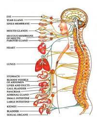 Natural & alternative solutions for lower back pain. My Bass Made Me Sick Spinal Nerve Anatomy Organs Nerve