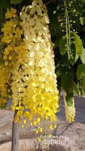 Maybe you would like to learn more about one of these? Bunga Nasional Thailand Tapi Mekar Dengan Indah Di Qatar
