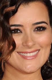 Adoptable cat named Dash available