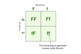 / can recessive alleles be expressed? Dominant Genes Are Shown As Capitals Where Recessive Lower