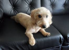 Haircut Dogs Wire Haired Dachshund Doxie Dogs