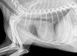 Congestive Heart Failure In Dogs Stages Treatment