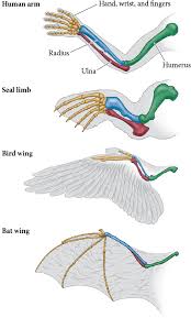They had descended with modification from a common mainland ancestor. Community Of Embryonic Structure Reveals Community Of Descent Charles Darwin Concluded In On The Origin Of Species In 1859 This Statement Is Based On Darwin S Evolutionary Interpretation Of Karl Ernst Von Baer S Laws Namely That Relationships